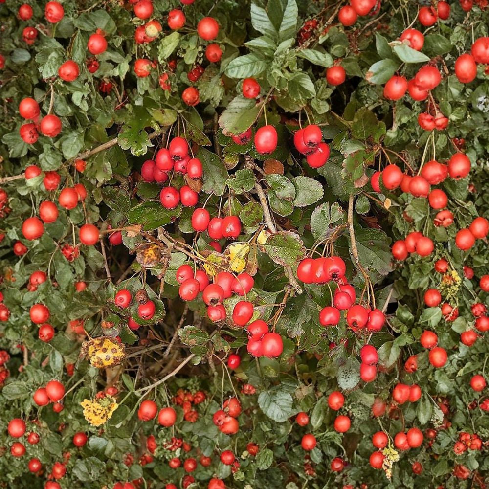 English Hawthorn – Crataegus laevigata 120 Seeds | Hardy Flowering Tree | Non-GMO Bulk Pack | Showy White Blooms | Edible Red Haws & Hedge Tree