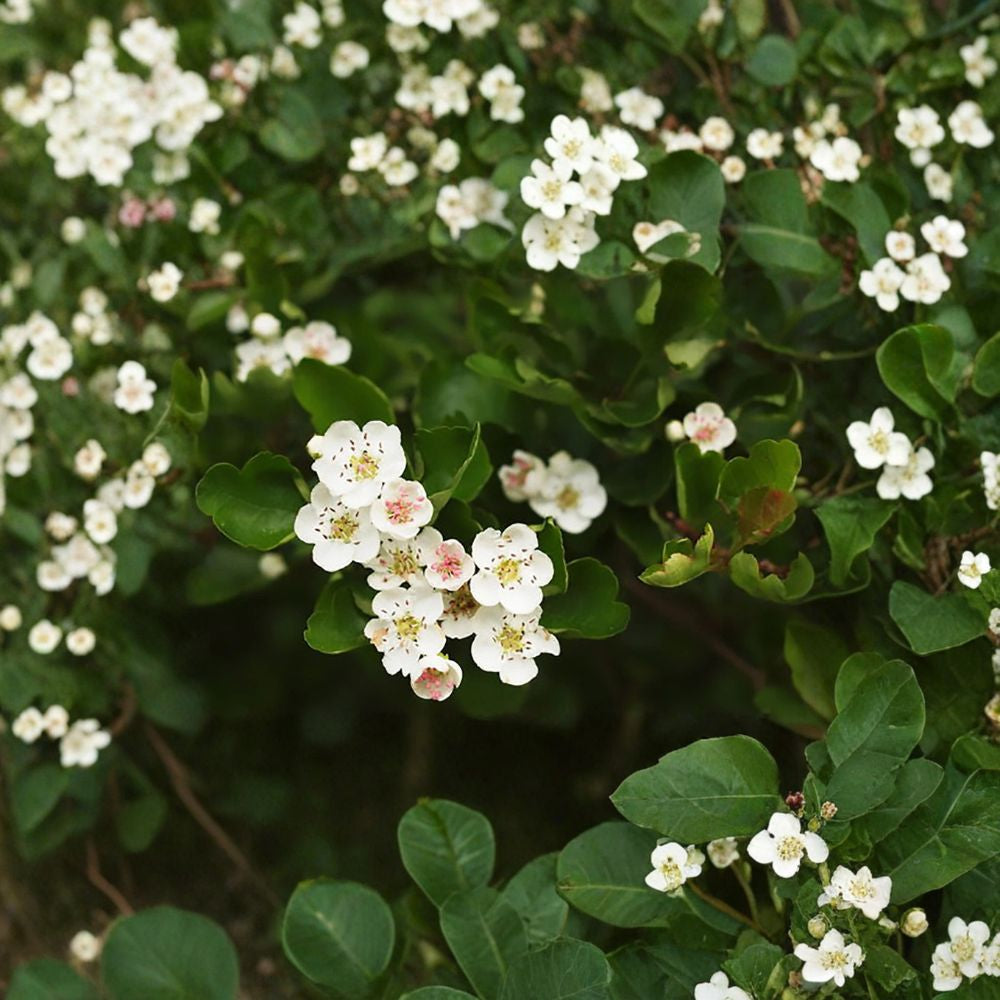 English Hawthorn – Crataegus laevigata 480 Seeds | Hardy Flowering Tree | Non-GMO Large Bulk Pack | Showy White Spring Blooms | Edible Red Haws