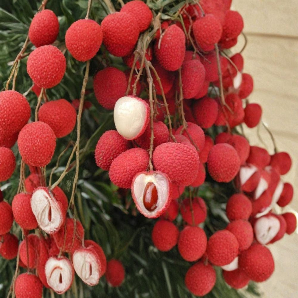 Brewster Lychee – Litchi chinensis ‘Brewster’ Live Air-Layered Tree | 2–3 Feet Tall | Includes 3 Gallon Pot Large Deep Red Fruit | Excellent Flavor | Vigorous Upright Grower