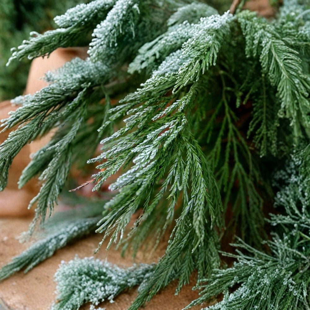 Giant Sequoia – Sequoiadendron giganteum 60 Seeds | Evergreen Giant | Non-GMO Fast Growing | Long-Lived | Iconic Specimen Tree