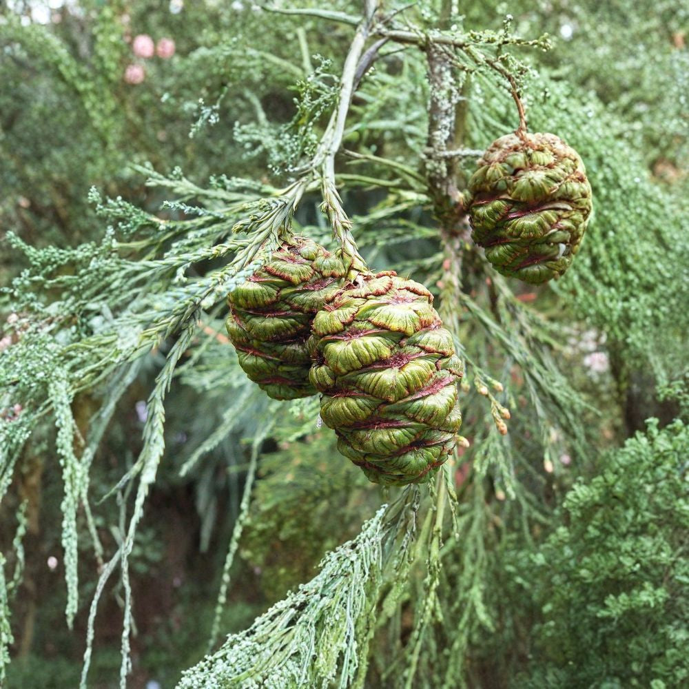 Giant Sequoia – Sequoiadendron giganteum 120 Seeds | Evergreen Giant | Non-GMO Fast Growing | Long-Lived | Iconic Specimen Tree