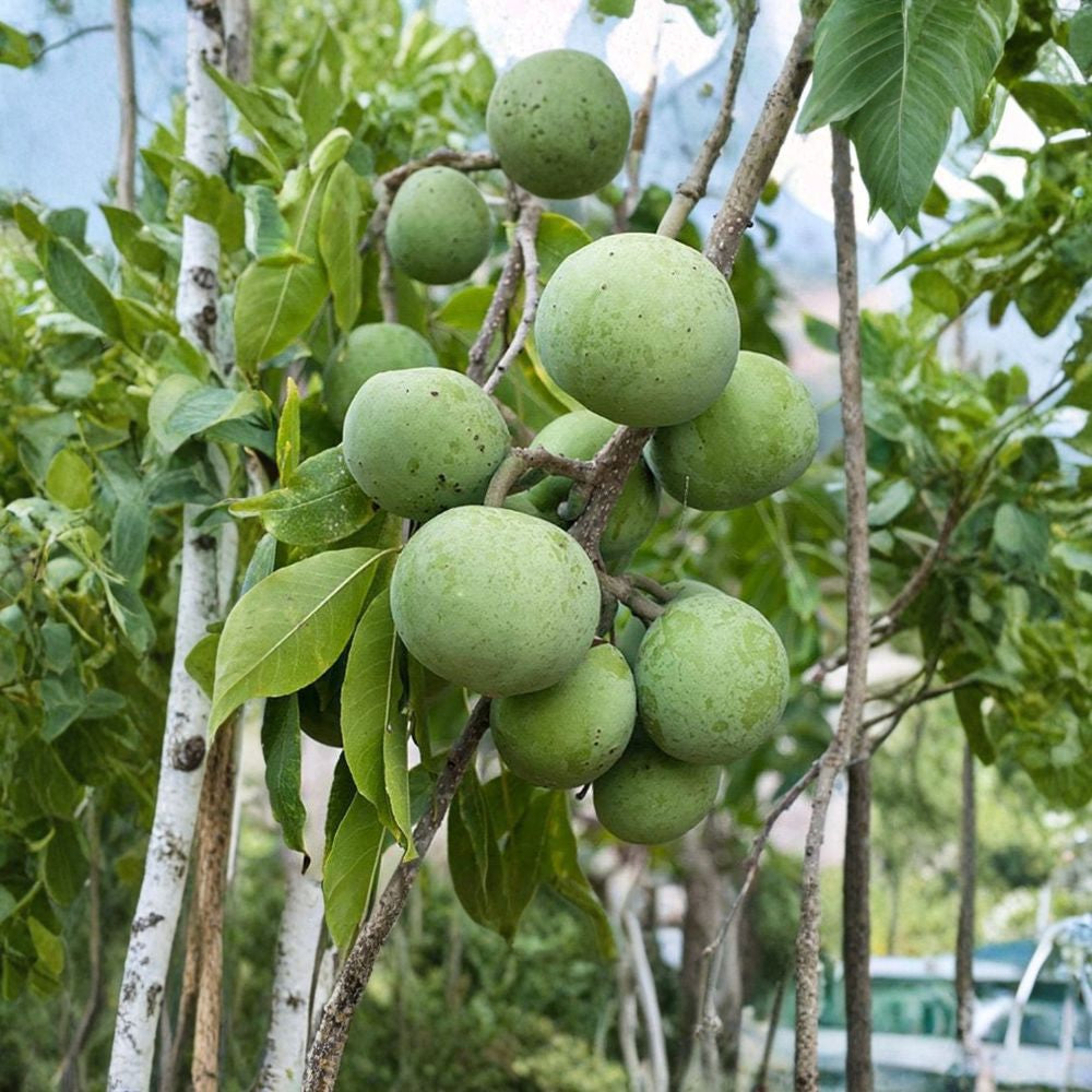 White Sapote – Casimiroa edulis (Grafted Tree) Live Fruit Tree | 3–4 Feet Tall | Includes 7 Gallon Pot Rich Sweet Creamy Fruit | Semi-Everbearing | Tropical Backyard Favorite