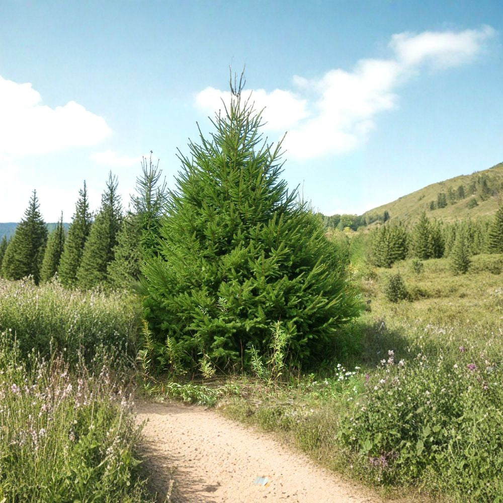 Norway Spruce – Picea abies 30 Seeds | Fast-Growing Evergreen | Cold Hardy Christmas Tree | Windbreak | Wildlife Shelter | Bonsai