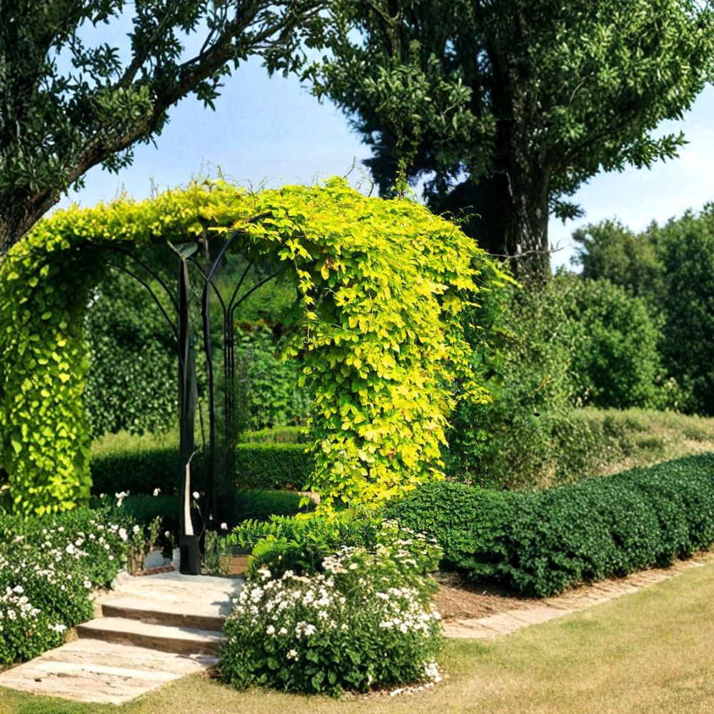Hops – Humulus lupulus 480 Seeds | Hardy Perennial Climbing Vine Fast Growing | Fragrant Cones | Brewing & Herbal Use | Butterfly Friendly