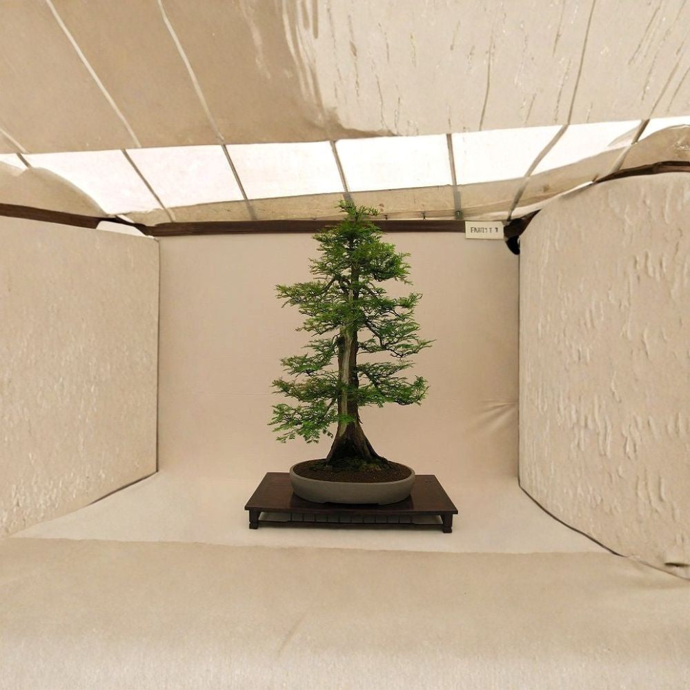 Dawn Redwood – Metasequoia glyptostroboides 400 Tree Seeds | Fast Growing | Cold Hardy Zones 4–8 Fall Color Tree | Living Fossil | Ideal for Reforestation, Windbreaks or Bonsai