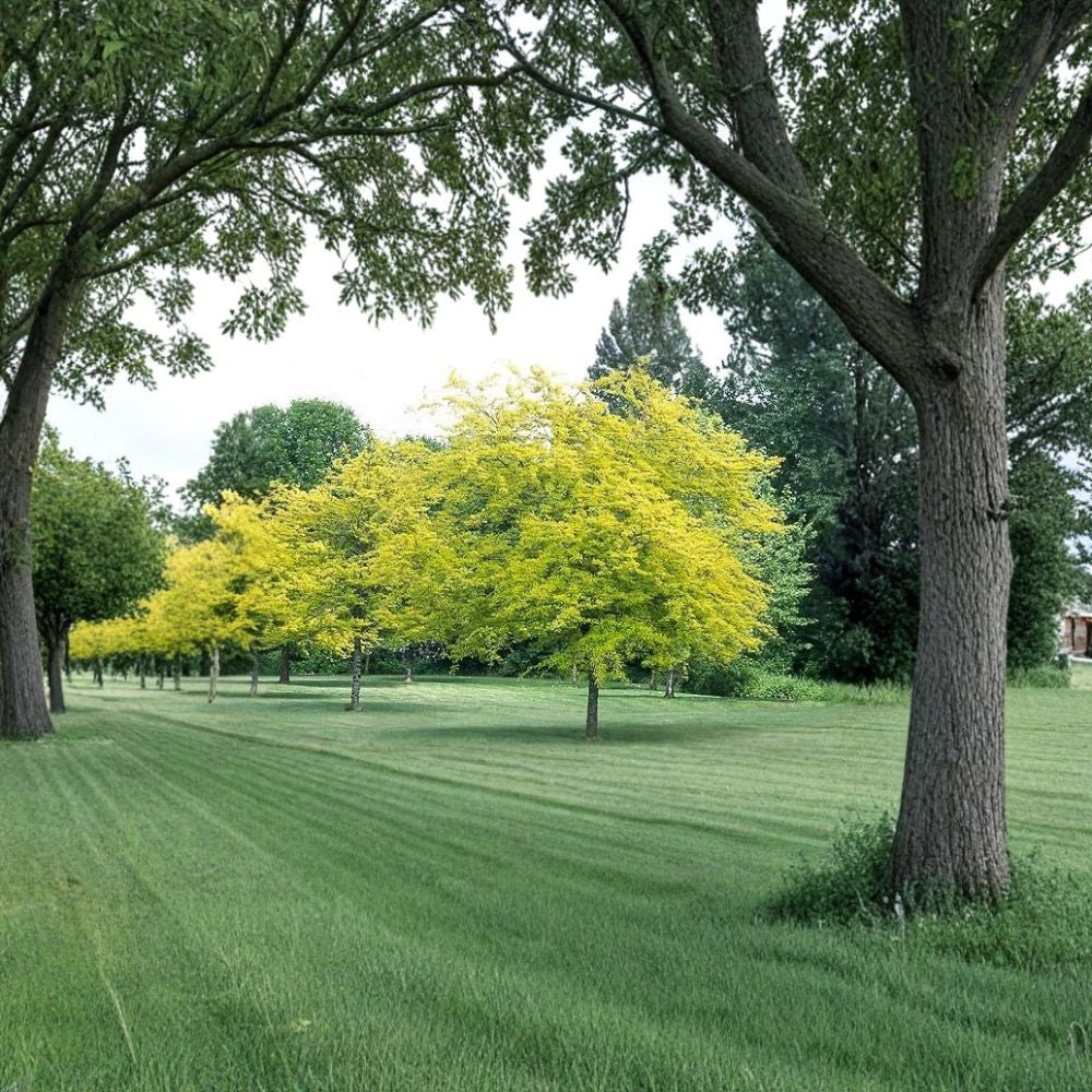 Honeylocust Tree Seeds – Gleditsia triacanthos inermis | 240 Seeds Thornless Honeylocust | Fast Growing | Hardy Shade & Street Tree