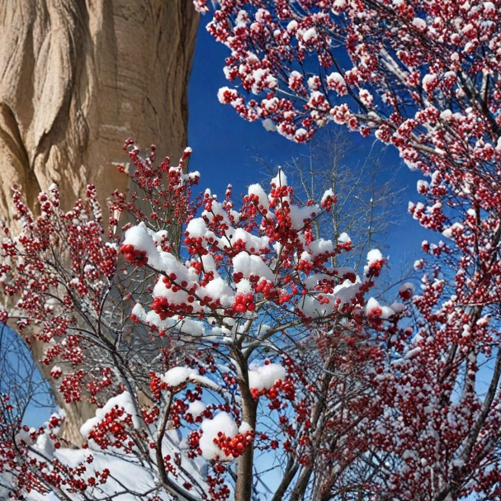 Winterberry Holly – Ilex verticillata Shrub Seeds | 30 Seeds | Hardy Red Winter Berries | Wildlife Friendly