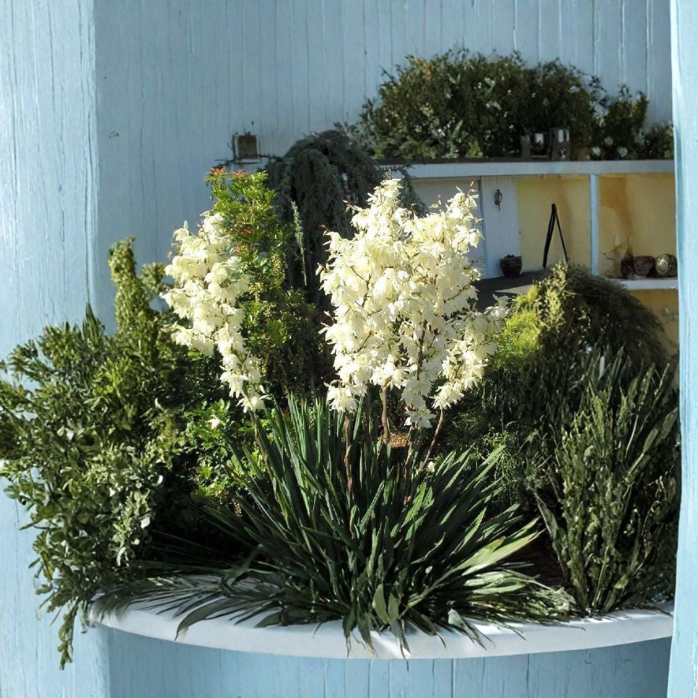 Adam’s Needle – Yucca filamentosa 1600 Seeds | Hardy Evergreen | Tall Showy White Flower Spikes Spanish Bayonet | Drought Tolerant | Architectural Landscape Plant