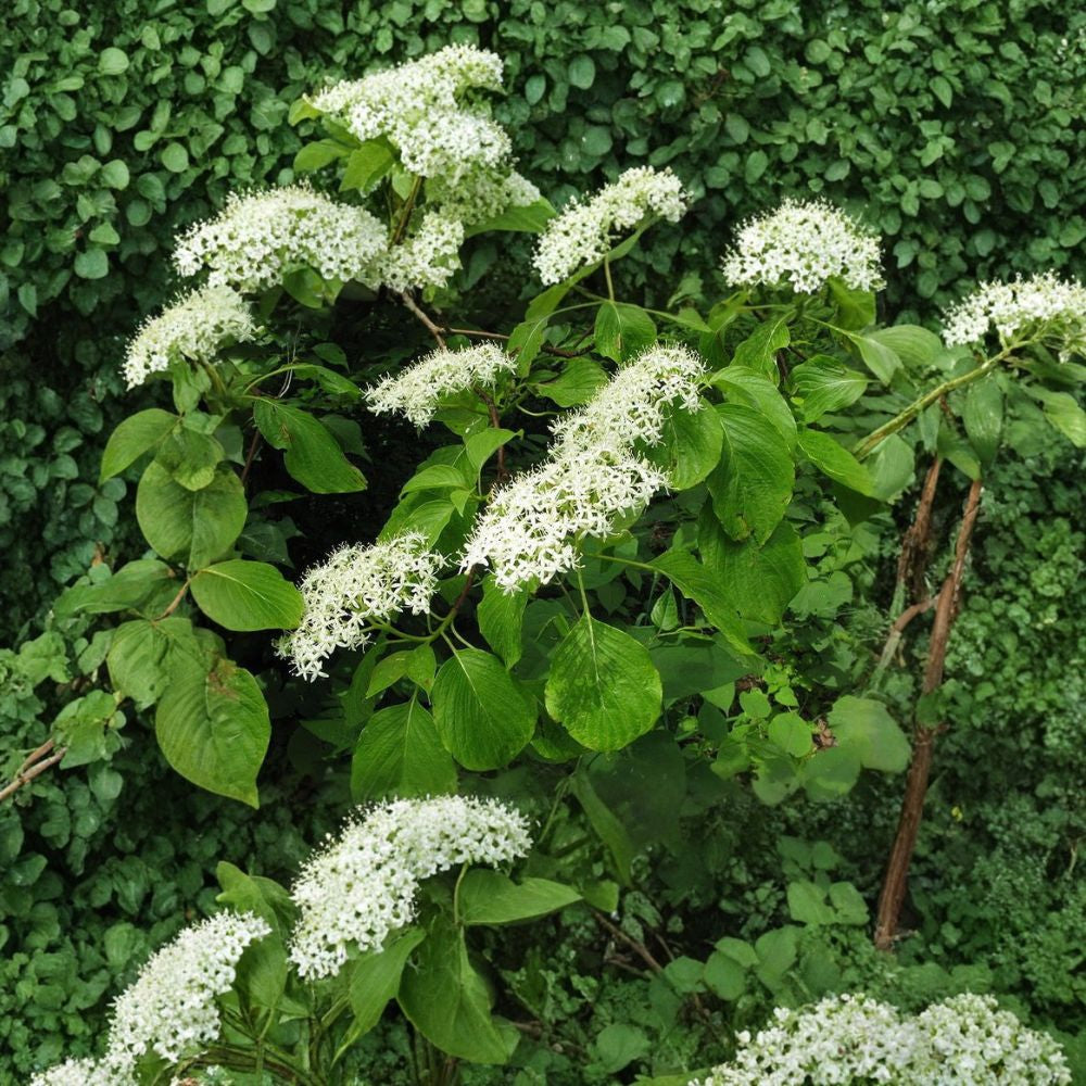 Giant Dogwood – Cornus controversa 20 Seeds | Hardy Deciduous Flowering Tree Fast Growing | Showy White Blooms | Brilliant Red Fall Color | Bird Friendly