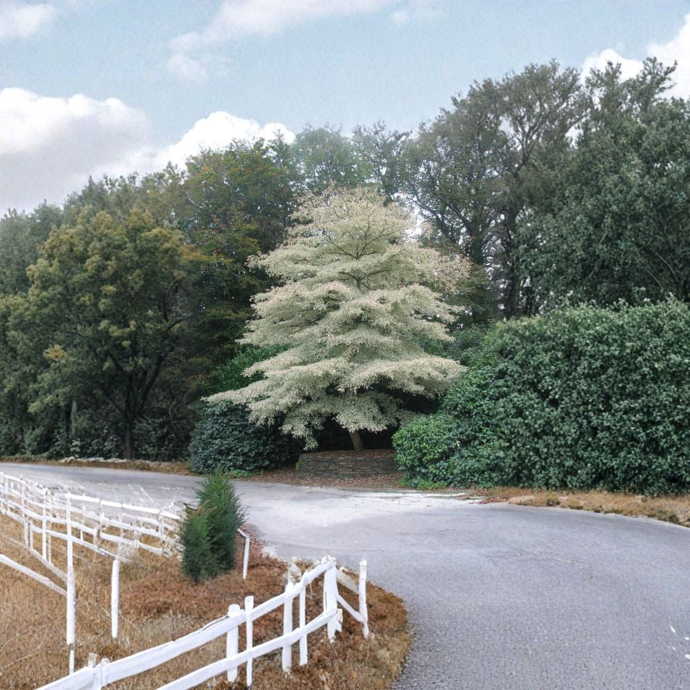 Giant Dogwood – Cornus controversa 60 Seeds | Hardy Deciduous Flowering Tree Fast Growing | Showy White Blooms | Brilliant Red Fall Color | Bird Friendly