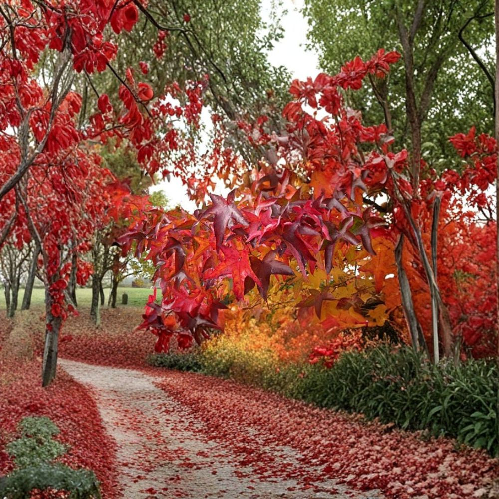 American Sweetgum – Liquidambar styraciflua 200 Seeds | Hardy Deciduous Tree | Brilliant Fall Color Fast Growing Shade Tree | Native Tree | Reforestation & Bonsai Friendly