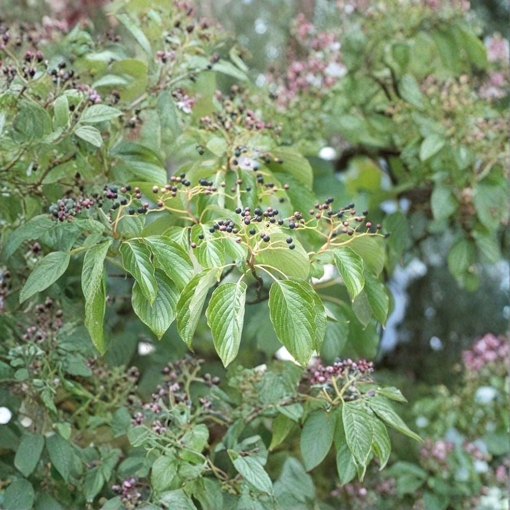 Giant Dogwood – Cornus controversa 240 Seeds | Hardy Deciduous Flowering Tree Fast Growing | Elegant Tiered Branching | Showy White Blooms | Brilliant Red Fall Color