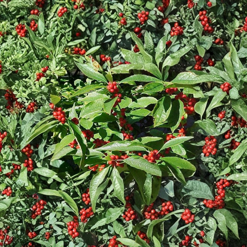 Winterberry Holly – Ilex verticillata Shrub Seeds | 1600 Seeds | Hardy Red Winter Berries | Wildlife Friendly