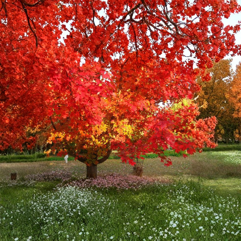 Red Maple – Acer rubrum (Northern Source) 30 Seeds | Hardy Deciduous Shade Tree Brilliant Red Fall Color | Fast Growing | Cold Hardy | Urban Tolerant