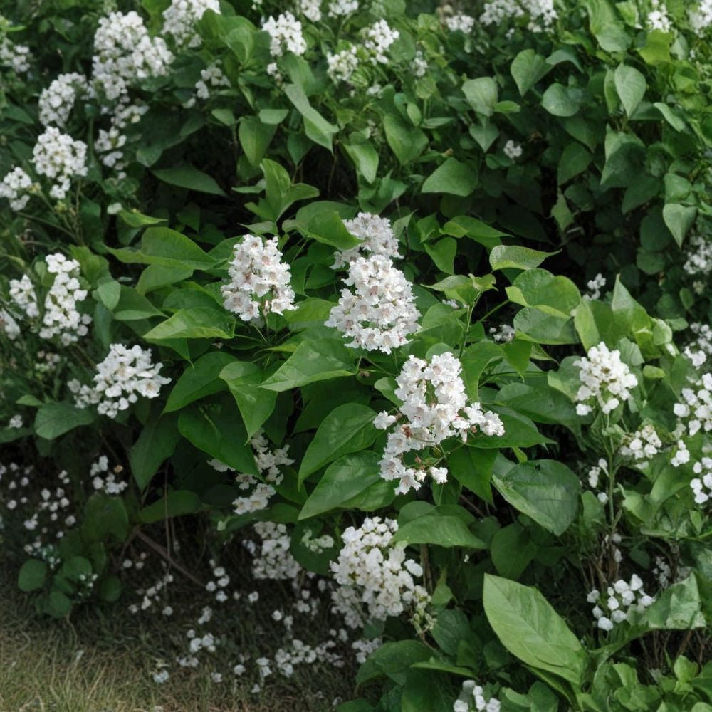 Northern Catalpa – Catalpa speciosa 400 Seeds | Fast-Growing Hardy Shade Tree Showy White Flowers | Long Cigar Pods | Urban & Drought Tolerant