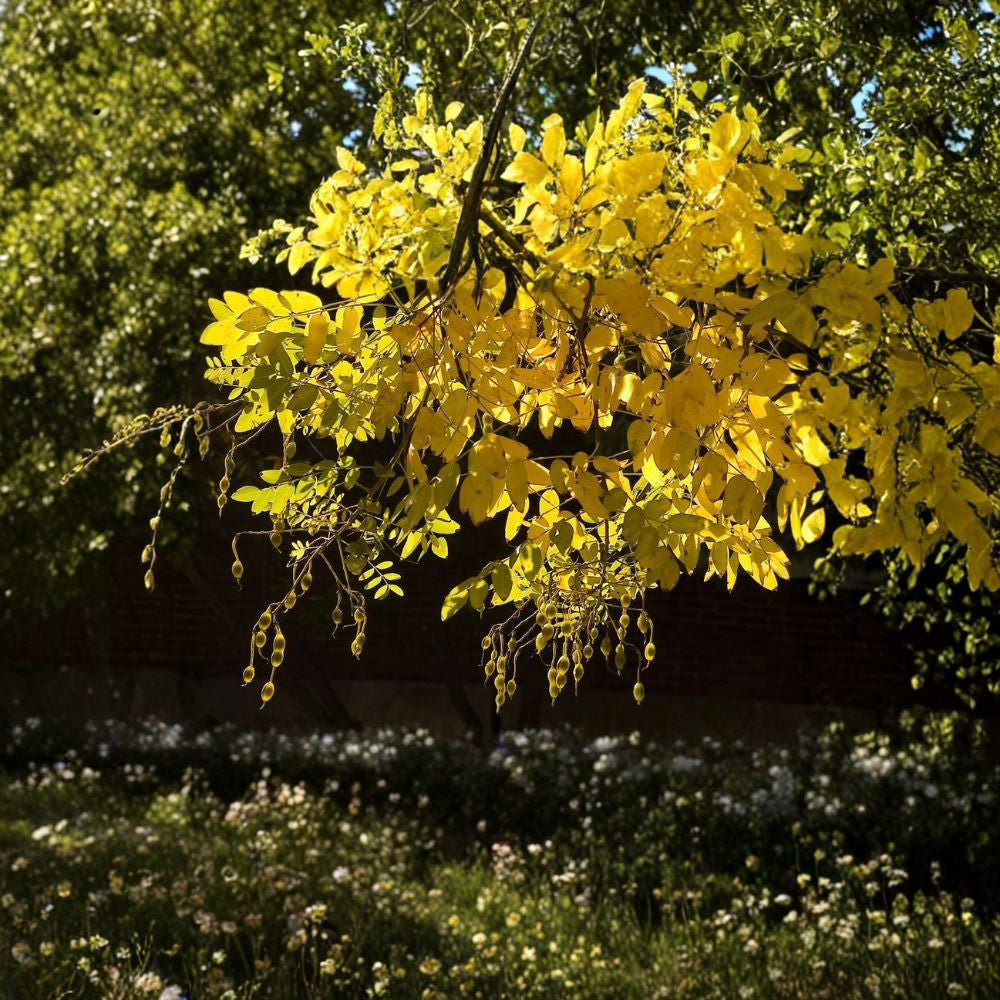 Japanese Pagoda Tree – Sophora japonica Tree Seeds | 240 Seeds | Fast Growing Fragrant Flowering Shade Tree | Urban Tolerant | Bonsai Friendly