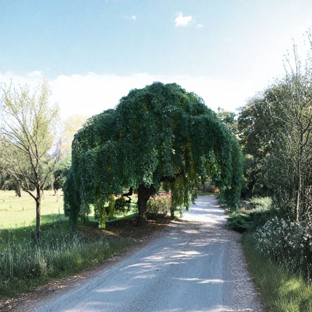 Japanese Pagoda Tree – Sophora japonica Tree Seeds | 480 Seeds | Fast Growing Fragrant Flowering Shade Tree | Urban Tolerant | Bonsai Friendly