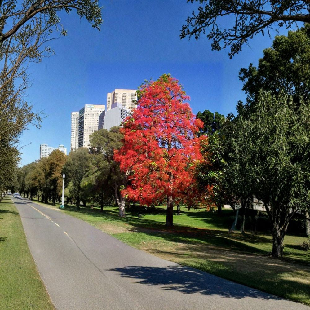 American Sweetgum – Liquidambar styraciflua 1600 Seeds | Hardy Deciduous Tree | Brilliant Fall Color Wholesale Native Shade Tree | Fast Growing | Reforestation & Conservation