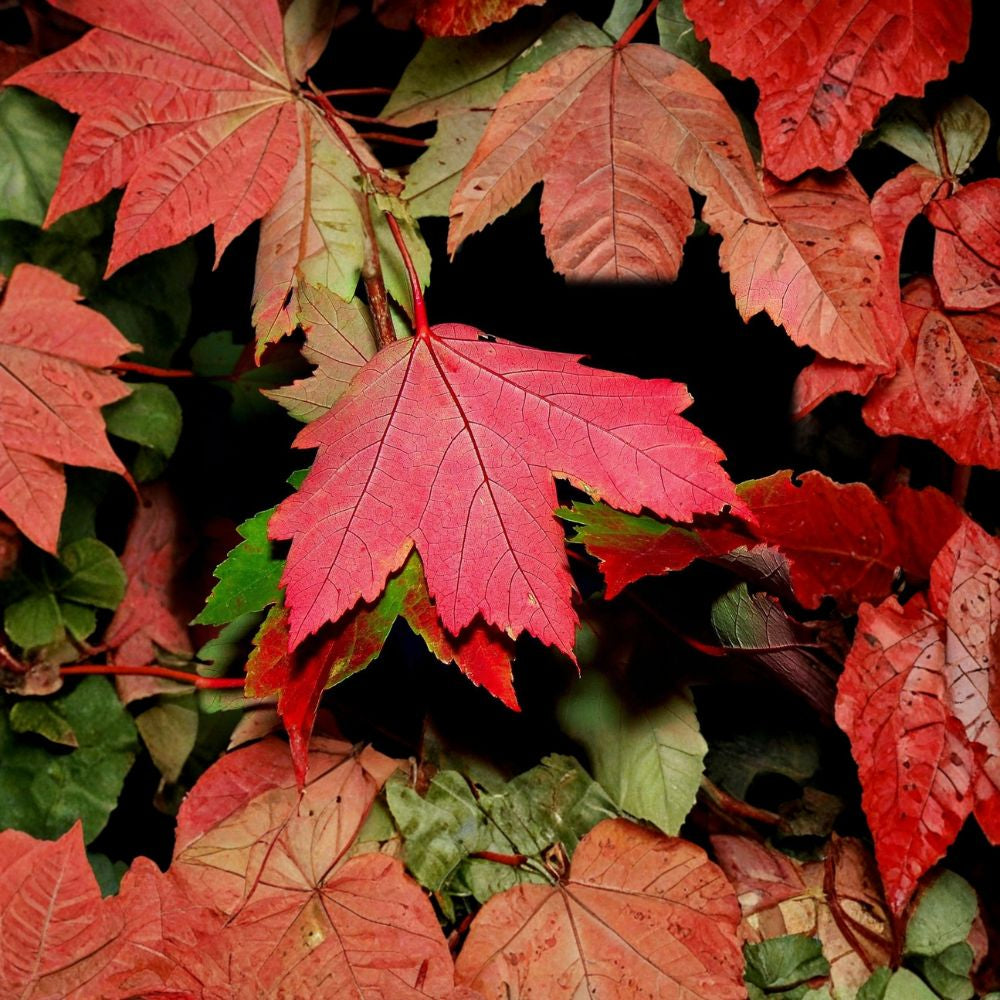 Red Maple – Acer rubrum (Northern Source) 200 Seeds | Hardy Deciduous Shade Tree Brilliant Red Fall Color | Fast Growing | Cold Hardy | Urban Tolerant