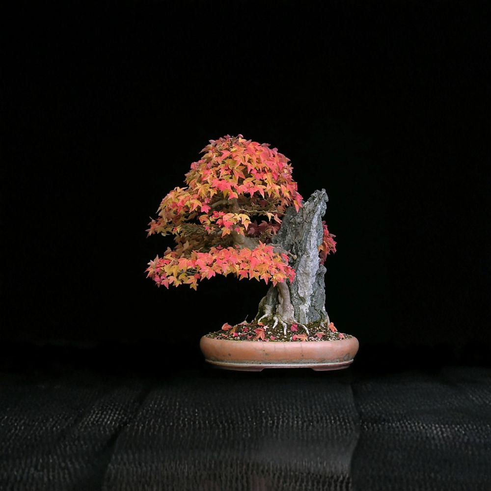 Trident Maple – Acer buergerianum 30 Seeds | Hardy Ornamental & Bonsai Tree Brilliant Fall Color | Ideal for Bonsai | Urban & Cold Tolerant