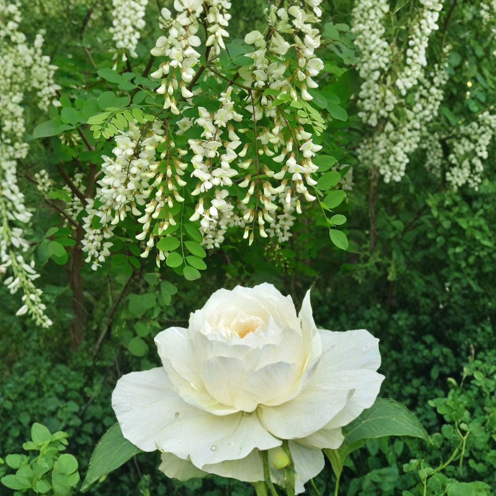 Black Locust – Robinia pseudoacacia 800 Seeds | Fast Growing Hardy Tree | Fragrant White Flowers Nitrogen Fixing Tree | Drought Tolerant | Timber & Pollinator Friendly