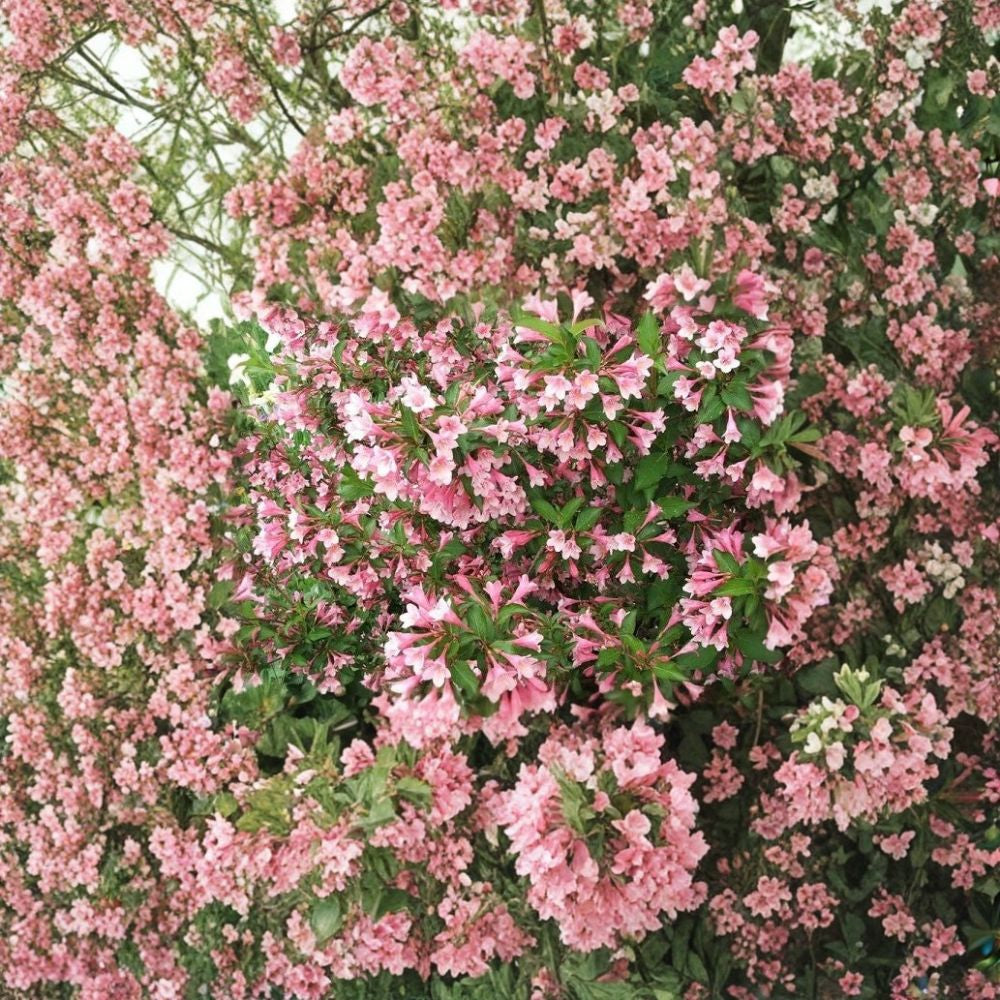 Weigela florida – Deciduous Flowering Shrub Seeds | 300 Seeds | Hardy Pink Blooming Shrub | Hummingbird Friendly