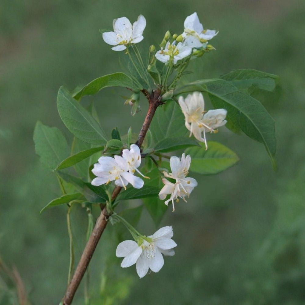 Winter Honeysuckle – Lonicera fragrantissima Shrub Seeds | 50 Seeds | Fast Growing Fragrant Flowering Shrub | Cold Hardy | Attracts Birds