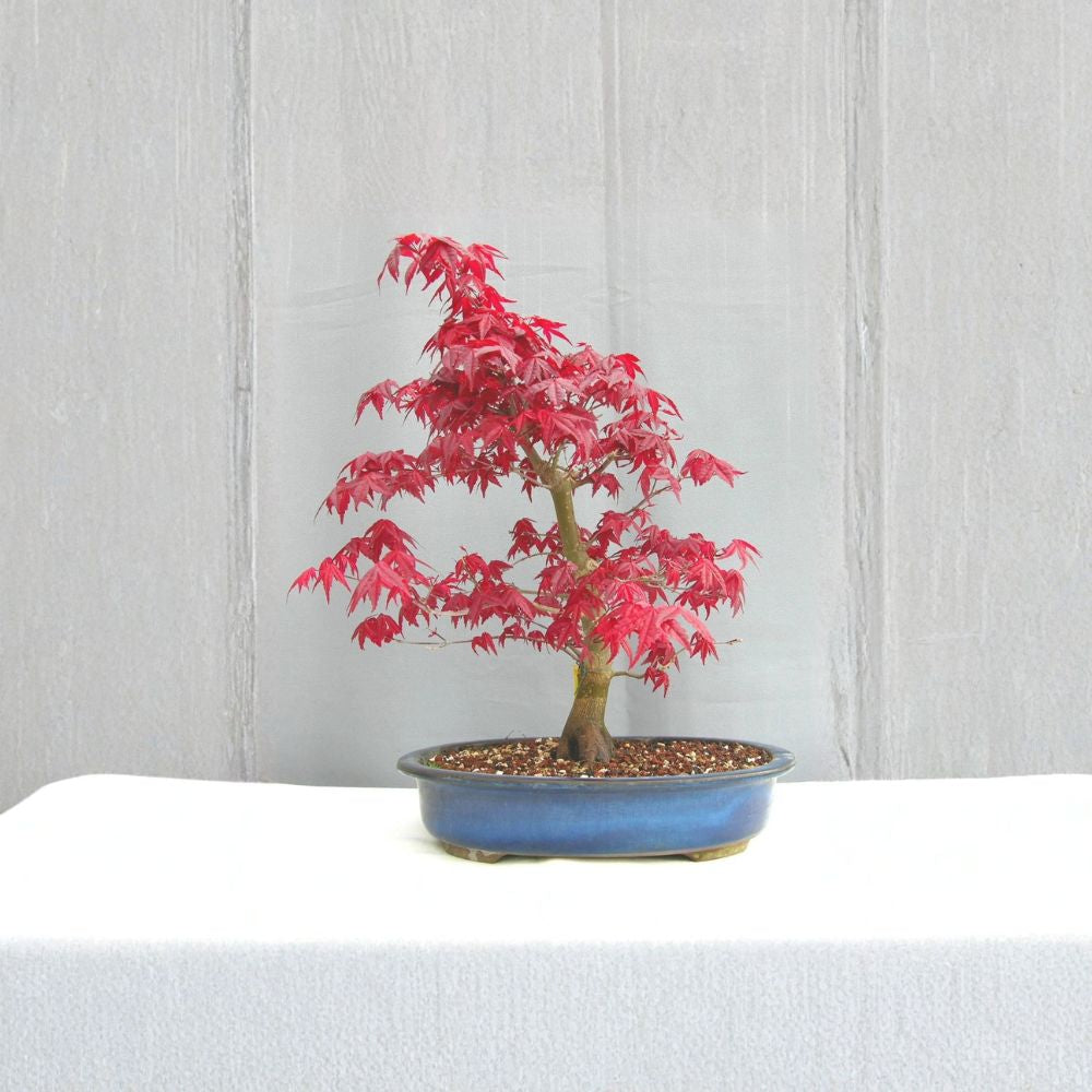 Japanese Maple – Acer palmatum 120 Tree Seeds | Brilliant Fall Colors | Bonsai Favorite Hardy Ornamental Tree | Elegant Foliage | Landscape or Container