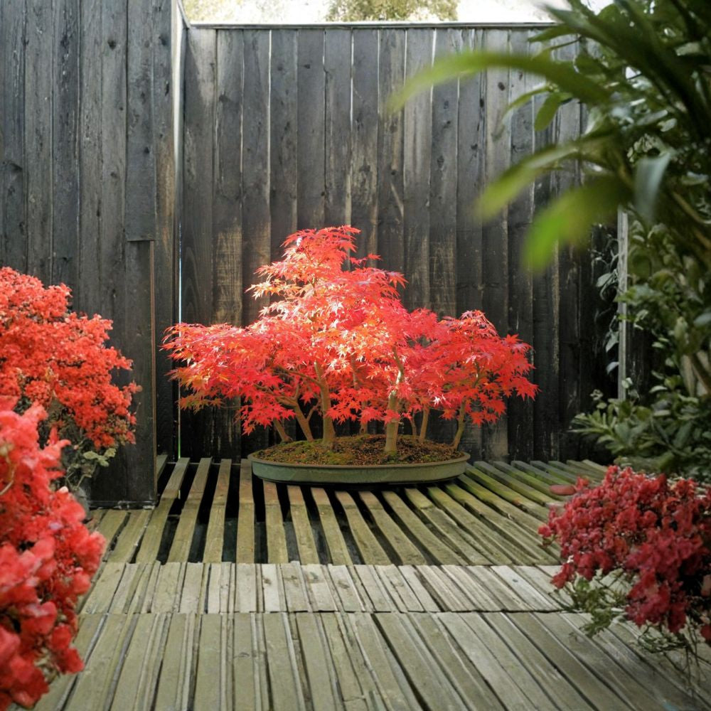Japanese Maple – Acer palmatum 240 Tree Seeds | Brilliant Fall Colors | Bonsai Favorite Hardy Ornamental Tree | Elegant Layered Branching | Landscape & Container