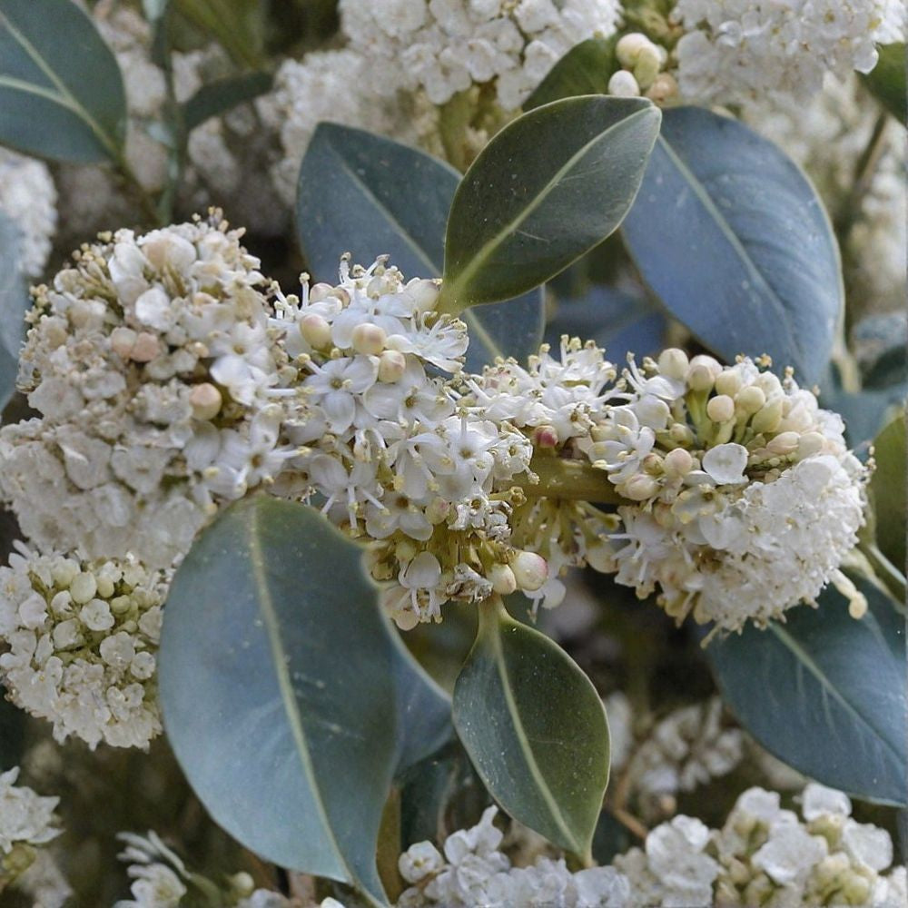 English Holly – Ilex aquifolium Tree Seeds | 60 Seeds | Evergreen Berry Tree | Winter Interest Hedge | Wildlife Friendly