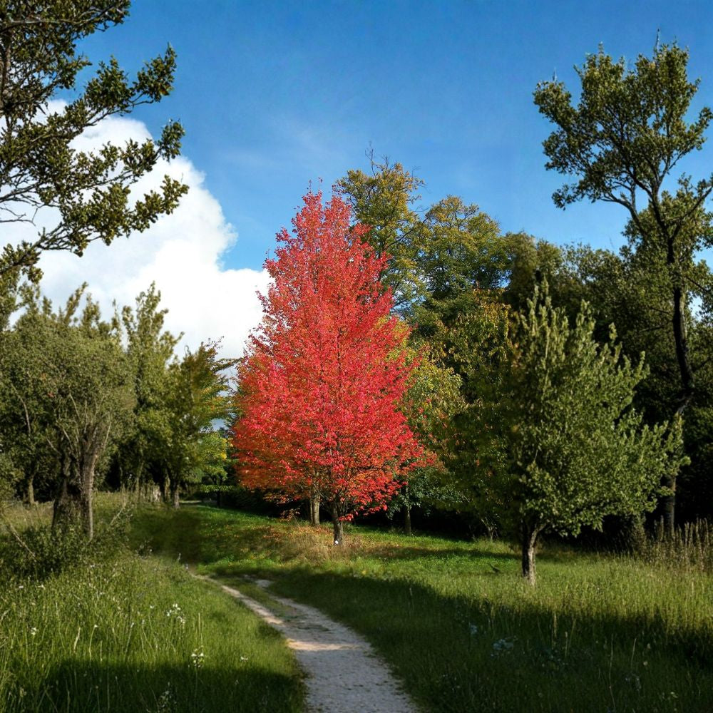 Red Maple – Acer rubrum (Northern Source) 1600 Seeds | Hardy Deciduous Shade Tree Brilliant Red Fall Color | Fast Growing | Cold Hardy | Urban Tolerant