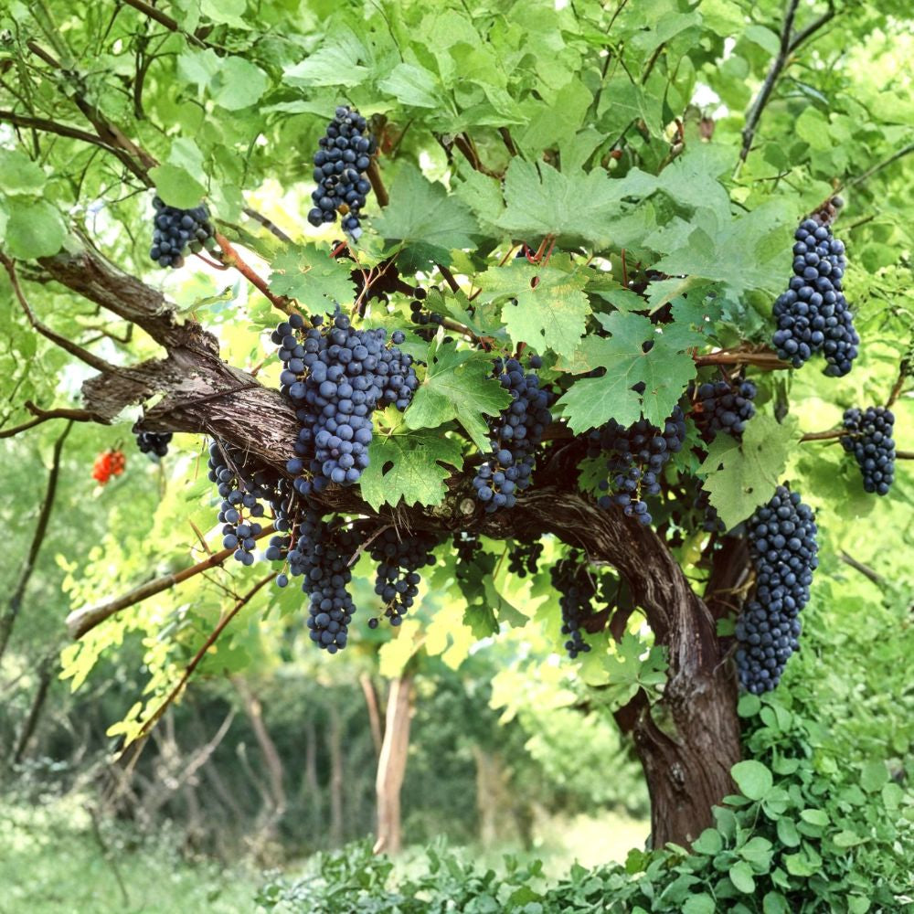 Amur Grape – Vitis amurensis 10 Seeds | Hardy Climbing Vine | Edible Fruit Fast Growing Grape Vine | Brilliant Fall Color | Cold Tolerant