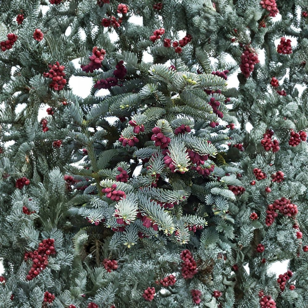 Blue Noble Fir – Abies procera glauca (Abies nobilis) 10 Seeds | Fragrant Evergreen Conifer Classic Christmas Tree | Wind Firm | Blue Needles | Bonsai Friendly