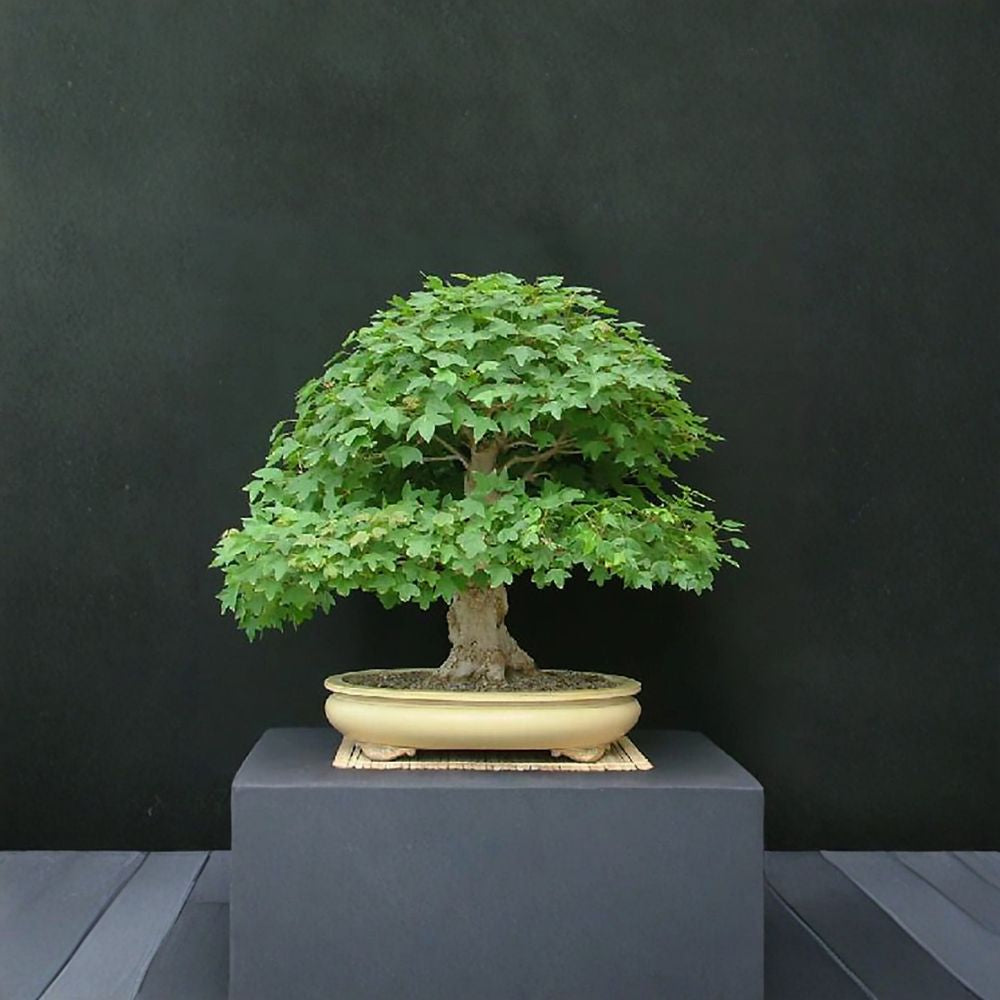 Trident Maple – Acer buergerianum 800 Seeds | Hardy Ornamental & Bonsai Tree Brilliant Red & Orange Fall Color | Ideal for Bonsai | Urban Tolerant