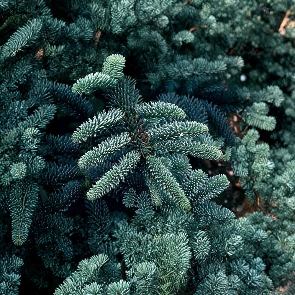 Blue Noble Fir – Abies procera glauca (Abies nobilis) 30 Seeds | Fragrant Evergreen Conifer Classic Christmas Tree | Wind Firm | Blue Needles | Bonsai Friendly