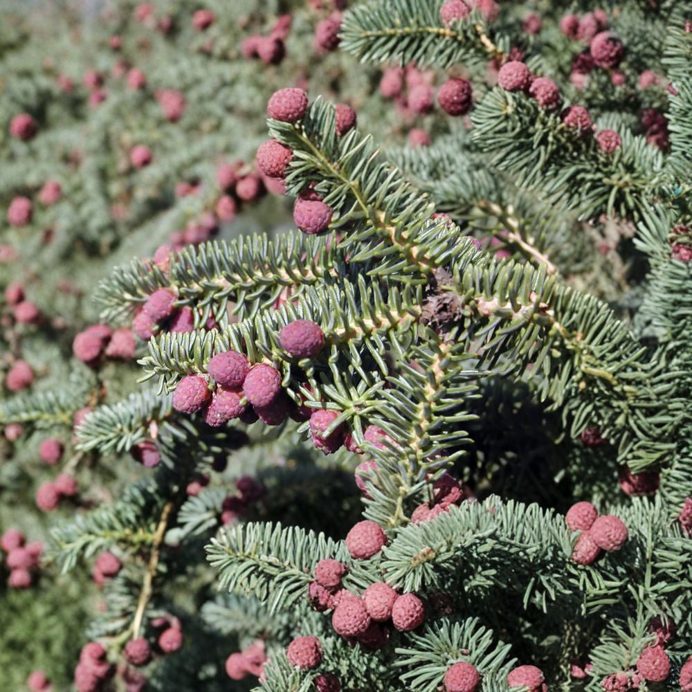 Blue Noble Fir – Abies procera glauca (Abies nobilis) 60 Seeds | Fragrant Evergreen Conifer Classic Christmas Tree | Wind Firm | Blue Needles | Bonsai Friendly