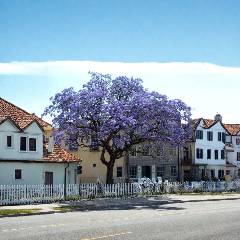 Royal Empress Tree – Paulownia tomentosa Seeds | 350 Seeds | Fast Growing Flowering Tree | Fragrant Spring Blooms | Shade & Timber