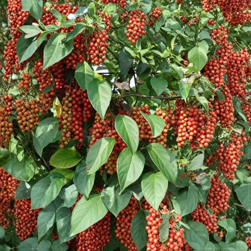 Schisandra Chinensis – Chinese Magnolia Vine 30 Seeds | Hardy Edible Climbing Vine | Fast Growing Five Flavor Berry | Cold Hardy Zones 4–10 | Fragrant Ornamental Vine