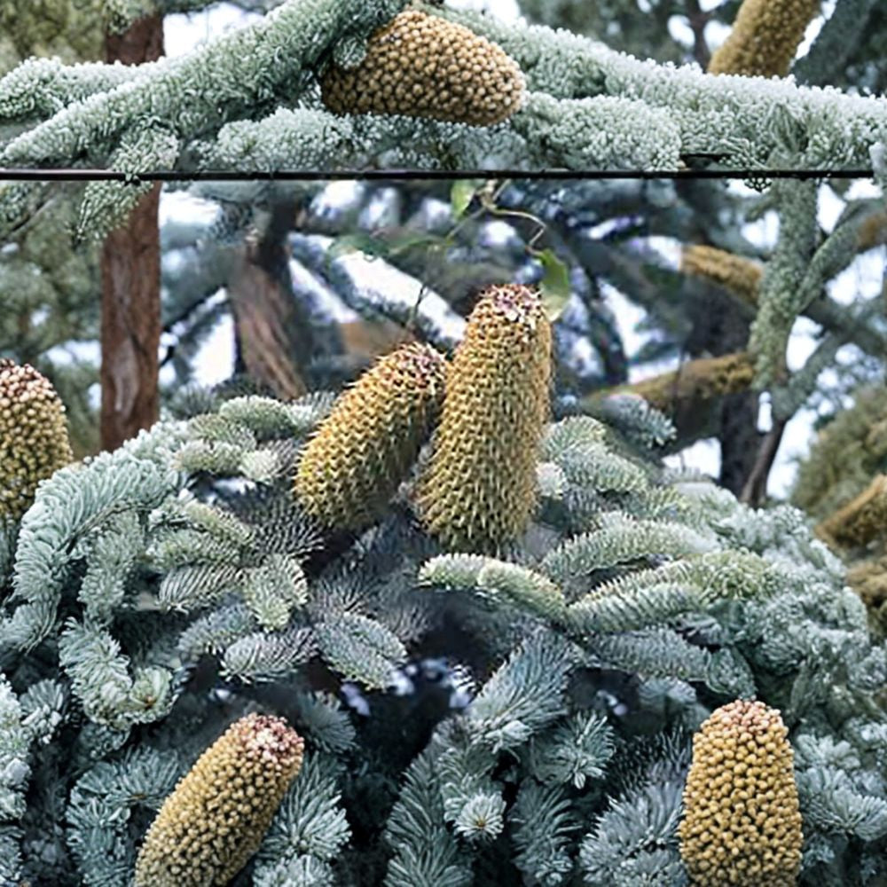 Blue Noble Fir – Abies procera glauca (Abies nobilis) 240 Seeds | Fragrant Evergreen Conifer Classic Christmas Tree | Wind Firm | Blue Needles | Bonsai Friendly