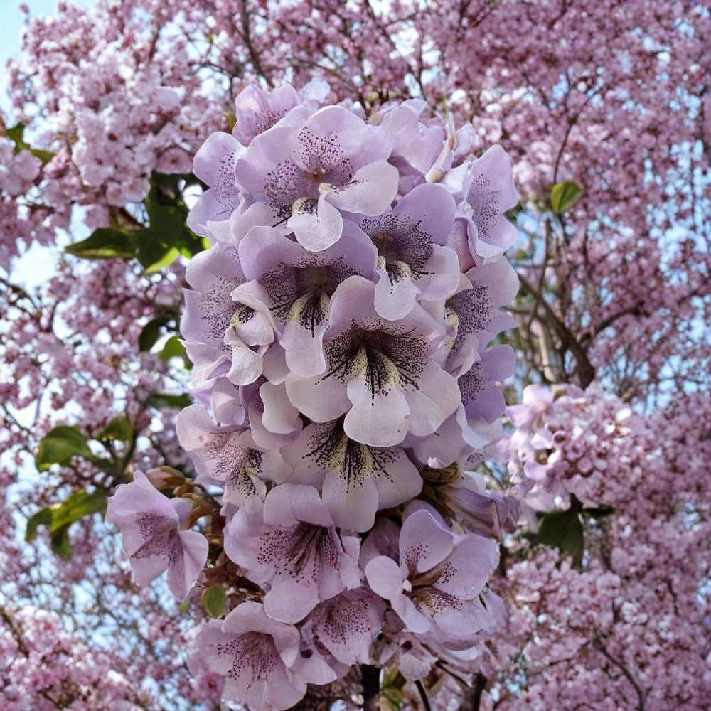 Royal Empress Tree – Paulownia tomentosa Seeds | 1400 Seeds | Fast Growing Flowering Tree | Fragrant Spring Blooms | Shade & Timber