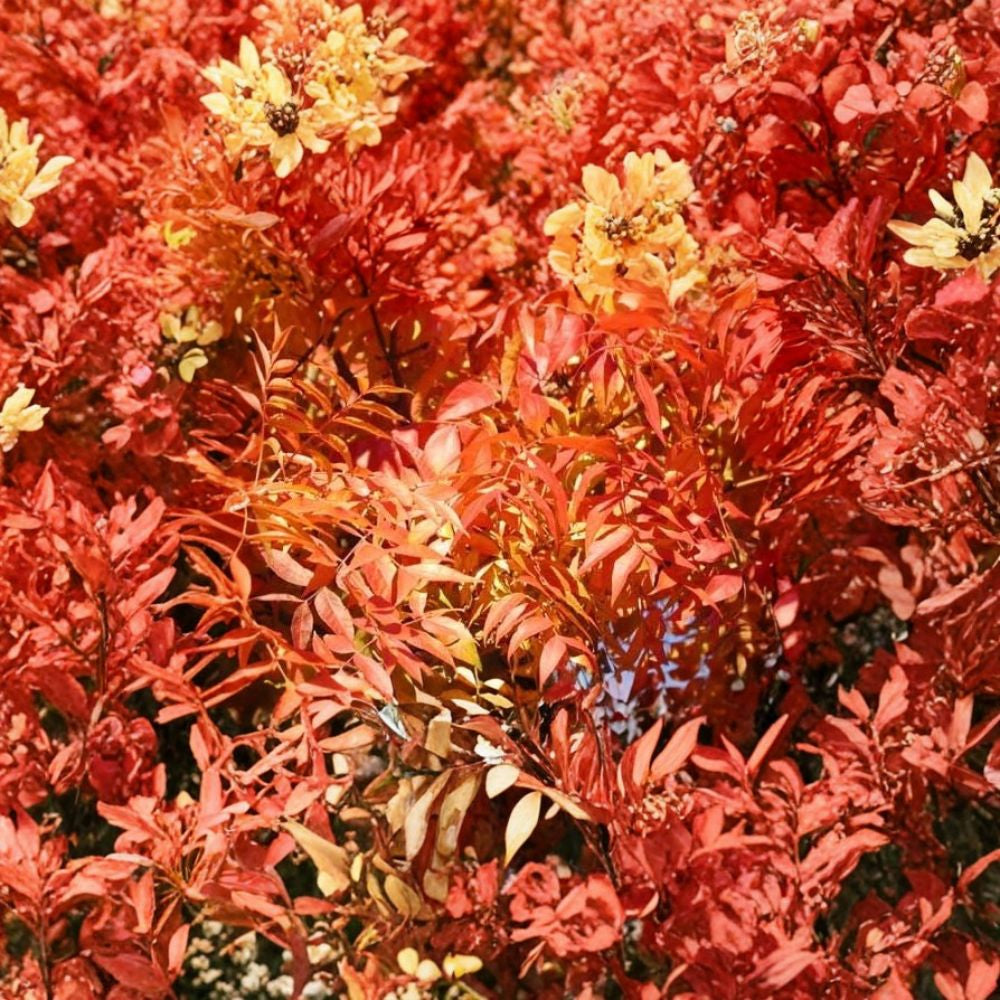 Chinese Pistache – Pistacia chinensis 60 Tree Seeds | Fast Growing | Hardy Zones 6–9 Brilliant Fall Color | Drought & Heat Tolerant | Ideal Shade or Street Tree