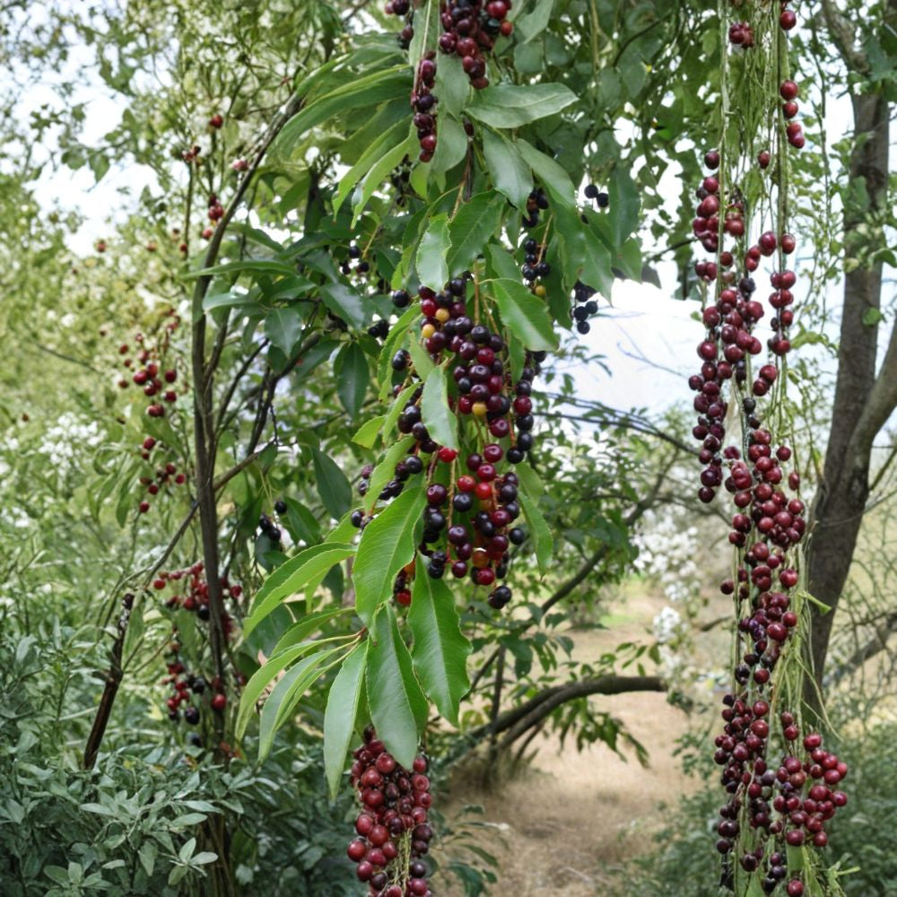 Black Cherry – Prunus serotina 120 Tree Seeds | Native Edible Cherry | Fast Growing Hardwood Wildlife Habitat • Timber Tree • Brilliant Fall Color