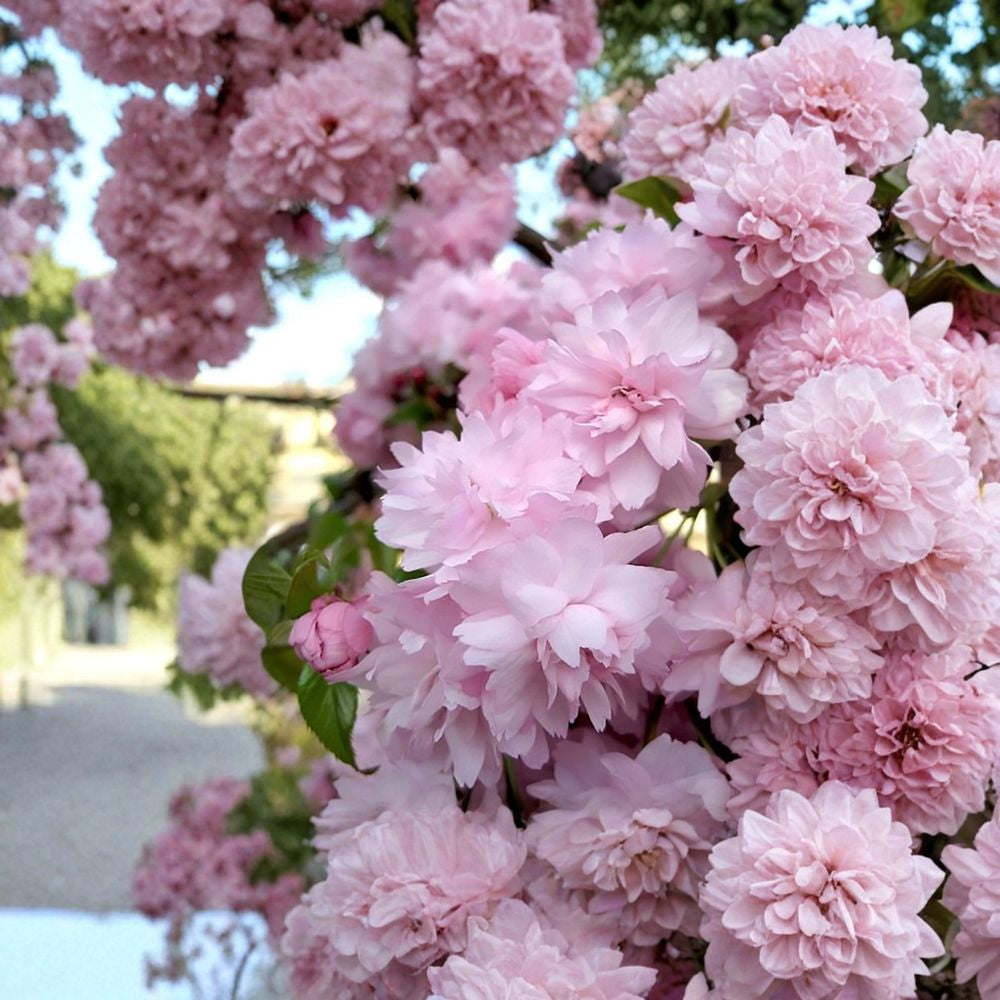 Japanese Flowering Cherry – Prunus serrulata 60 Seeds | Untreated | Ready for Stratification Ornamental Blooming Tree | Bonsai Friendly | Hardy Zones 5–8