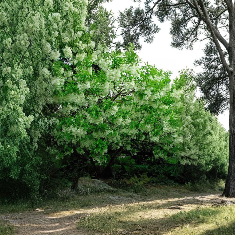 White Fringe Tree – Chionanthus virginicus 10 Seeds | Fragrant Native Flowering Tree | Hardy Showy White Blooms | Fall Color | Attracts Birds