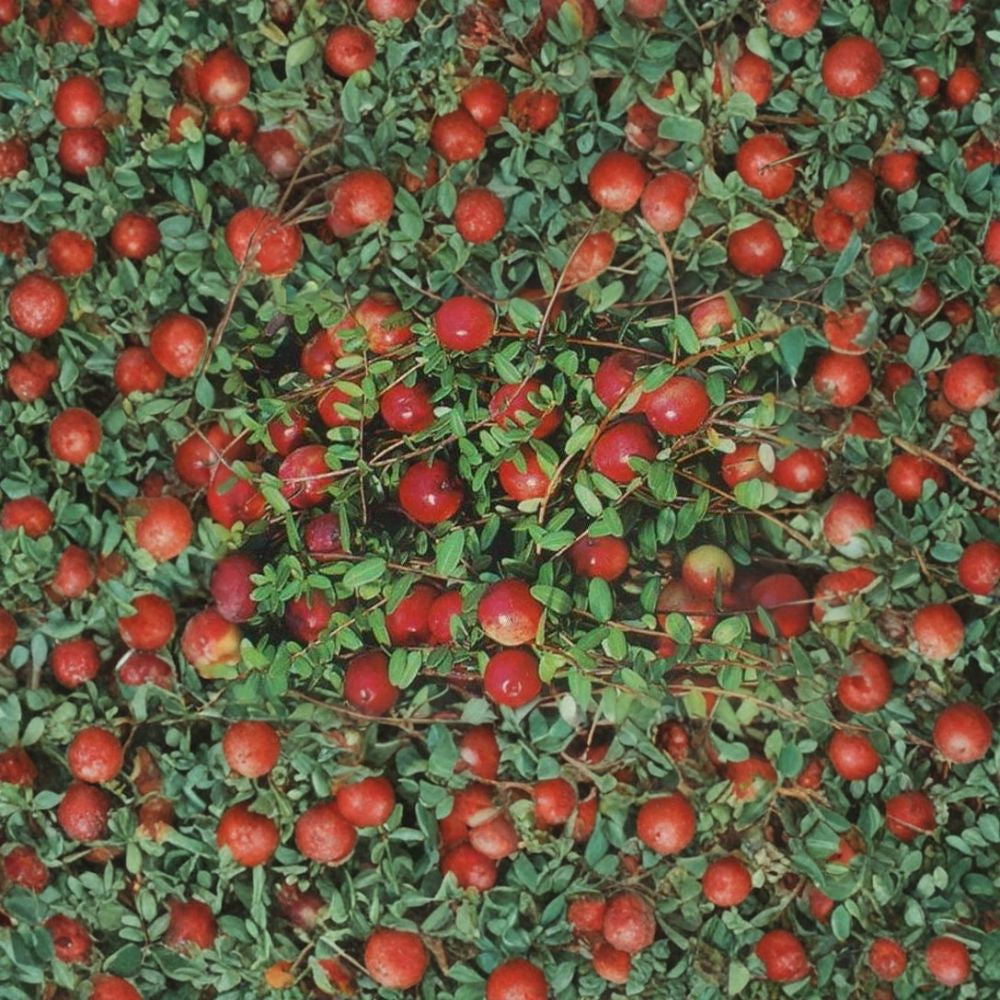 American Cranberry – Vaccinium macrocarpon 50 Seeds | Edible Ground Cover | Hardy Evergreen Cold Tolerant Berry Plant | Fall Color | Wildlife Friendly