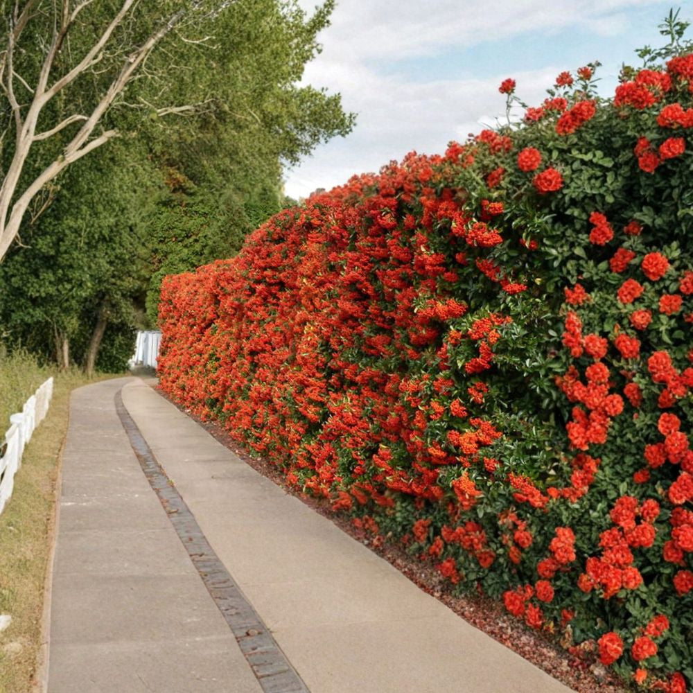 Scarlet Firethorn – Pyracantha coccinea 30 Shrub Seeds | Thorny Hedge Plant | Bright Red Winter Berries Fast Growing • Showy Fruit • Wildlife Friendly