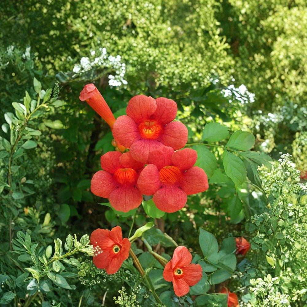 Trumpet Creeper – Campsis radicans Seeds | 30 Seeds | Fast Growing Hardy Vine | Attracts Hummingbirds