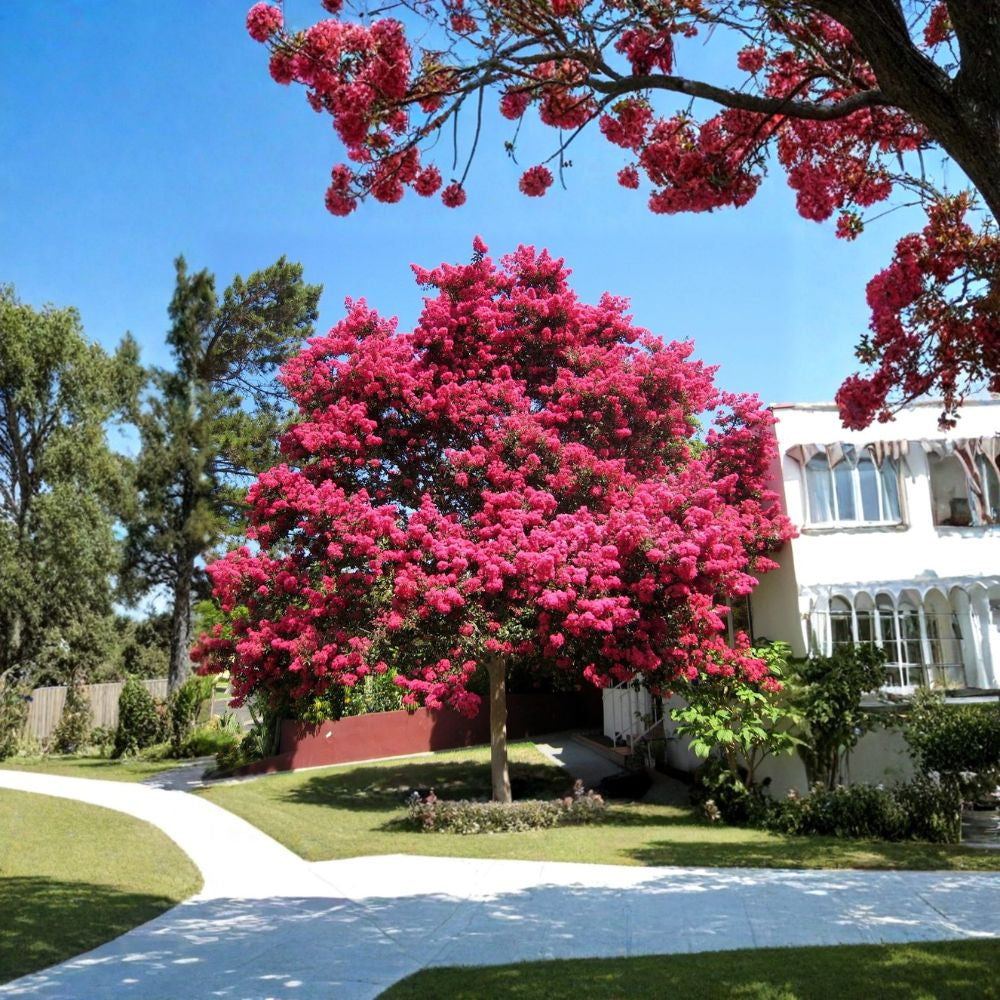 Crape Myrtle – Lagerstroemia indica 150 Seeds | Mixed Colors | Ready for Cold Stratification Fast Growing Flowering Tree | Long Summer Blooms | Drought Tolerant