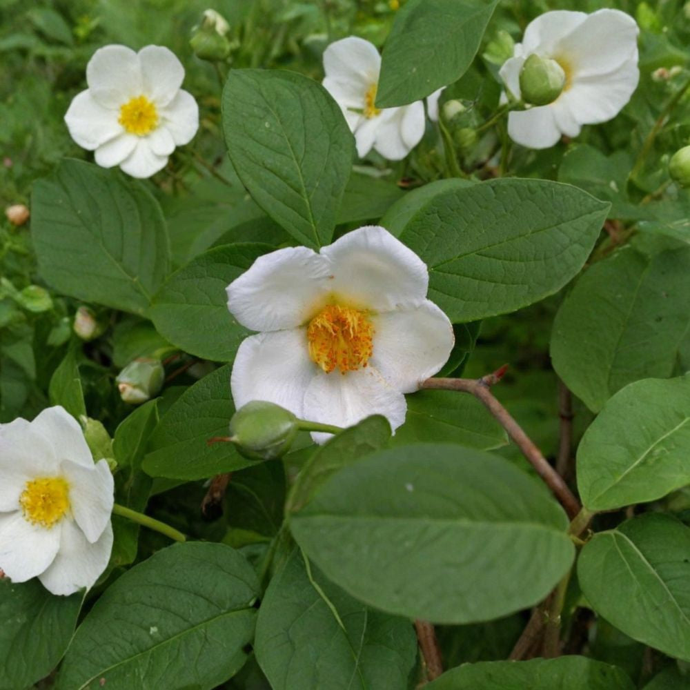 Japanese Stewartia – Stewartia pseudocamellia 10 Seeds | Showy Flowering Tree | Cold Hardy Exfoliating Bark | Brilliant Fall Color | Bonsai Friendly