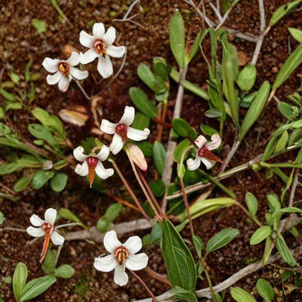 American Cranberry – Vaccinium macrocarpon 1800 Seeds | Bulk Edible Ground Cover | Hardy Evergreen Large-Scale Planting | Fall Color | Wildlife Friendly